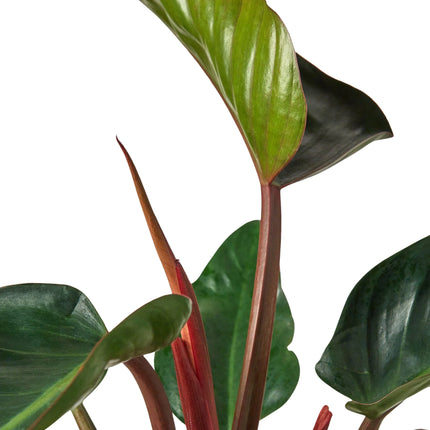 Philodendron 'Congo Rojo' | Live Plant for Indoor & Outdoor | House Plant Decor