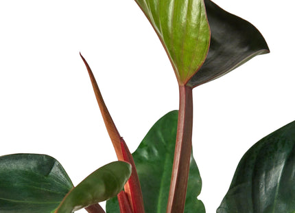 Philodendron 'Congo Rojo'