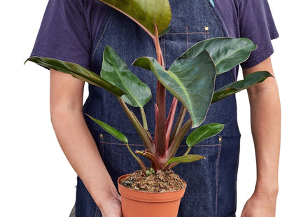 Philodendron 'Congo Rojo'