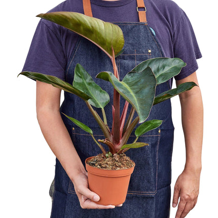 Philodendron 'Congo Rojo' | Live Plant for Indoor & Outdoor | House Plant Decor