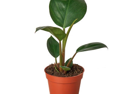 Philodendron 'Congo Rojo'