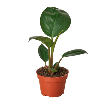 Philodendron 'Congo Rojo' | Live Plant for Indoor & Outdoor | House Plant Decor