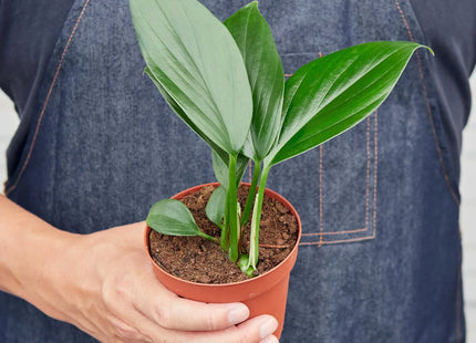 Philodendron 'Dragon Tail'