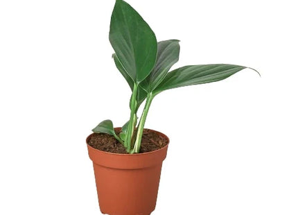 Philodendron 'Dragon Tail'