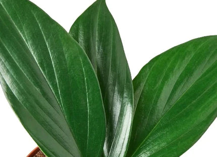 Philodendron 'Dragon Tail'