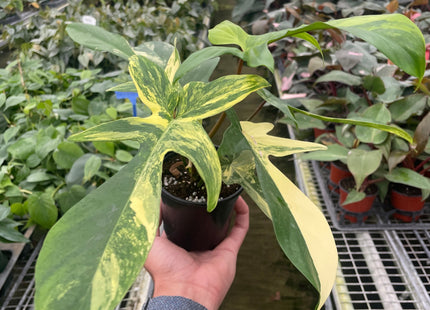 Philodendron Florida Beauty Variegated