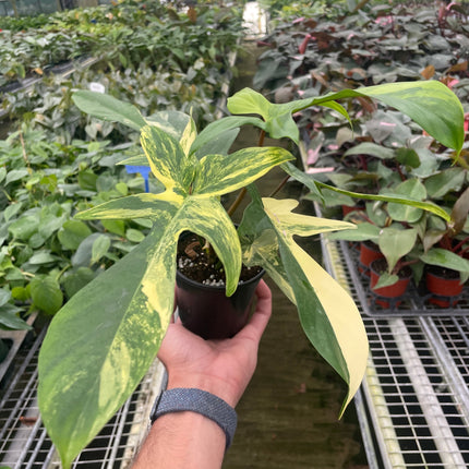 Philodendron Florida Beauty Variegated