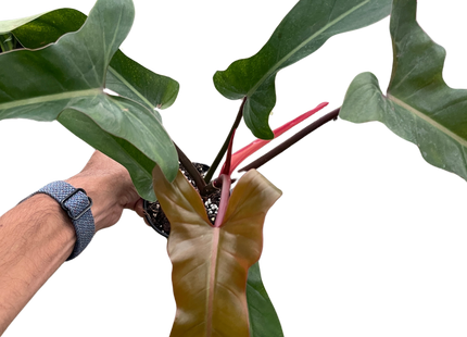Philodendron 'Florida Bronze'