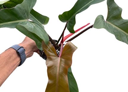 Philodendron 'Florida Bronze'