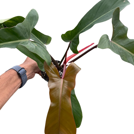 Philodendron 'Florida Bronze'