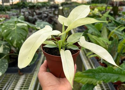 Philodendron 'Florida Ghost'