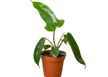 Philodendron 'Florida Green'