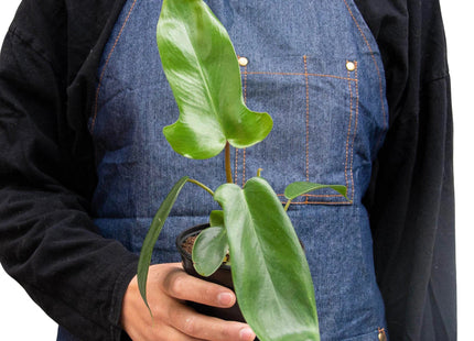 Philodendron 'Florida Green'