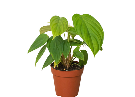 Philodendron 'Fuzzy Petiole'