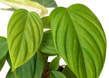 Philodendron 'Fuzzy Petiole'