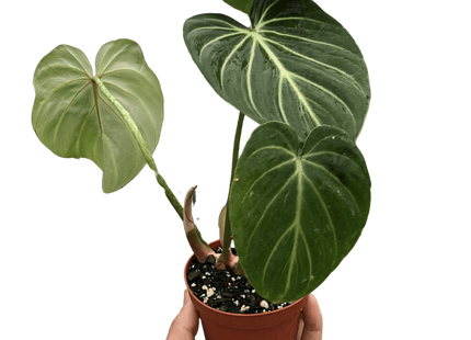 Philodendron Gloriosum