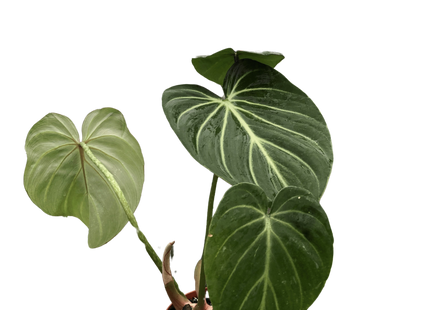 Philodendron Gloriosum