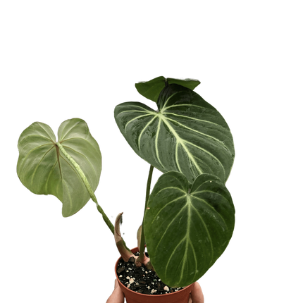 Philodendron Gloriosum