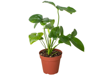 Philodendron 'Goeldii'