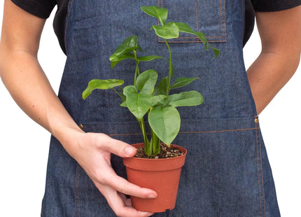 Philodendron 'Goeldii'