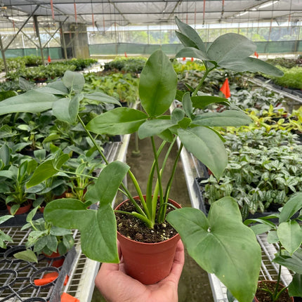 Philodendron 'Goeldii'