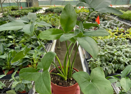 Philodendron 'Goeldii'