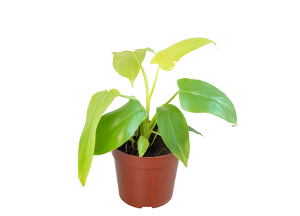 Philodendron 'Gold Violin'