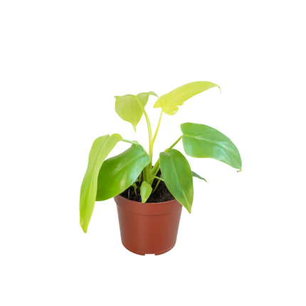 Philodendron 'Gold Violin' | Live Plant for Indoor & Outdoor | House Plant Decor