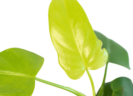 Philodendron 'Gold Violin'