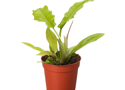 Philodendron 'Golden Crocodile'