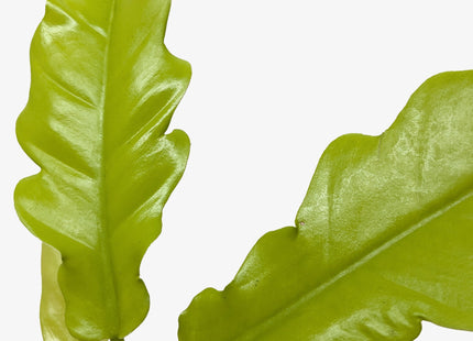 Philodendron 'Golden Crocodile'