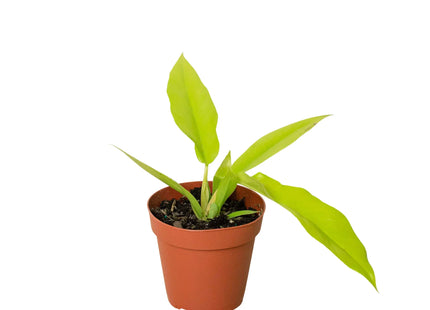 Philodendron 'Ring of Fire Gold'