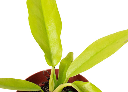 Philodendron 'Ring of Fire Gold'