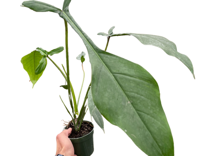 Philodendron 'Joepii'