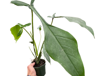 Philodendron 'Joepii'