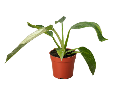 Philodendron Jose Bueno