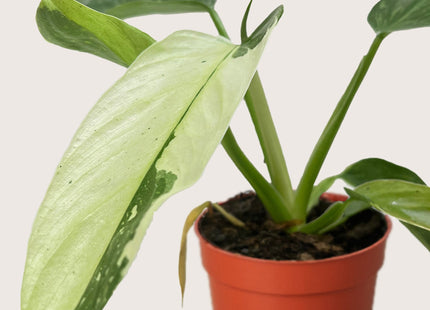 Philodendron Jose Bueno