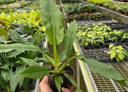 Philodendron 'Jungle Boogie'