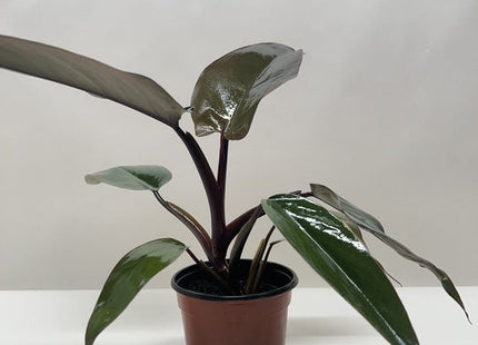 Philodendron Majesty