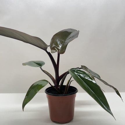 Philodendron Majesty