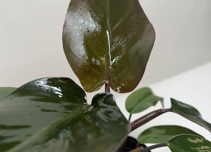Philodendron Majesty