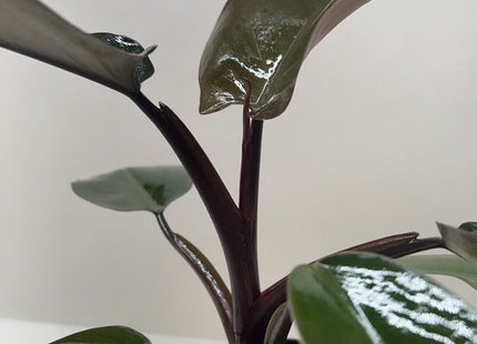 Philodendron Majesty