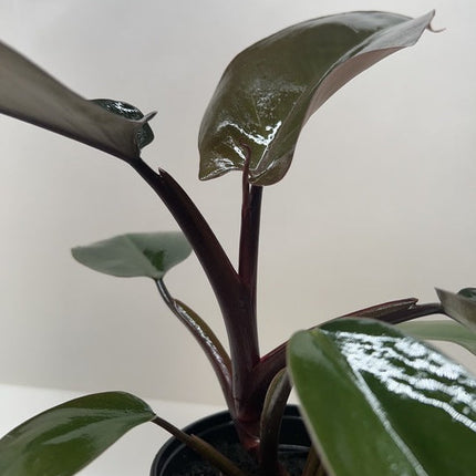 Philodendron Majesty