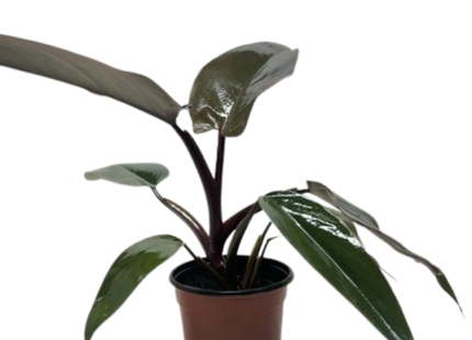 Philodendron Majesty