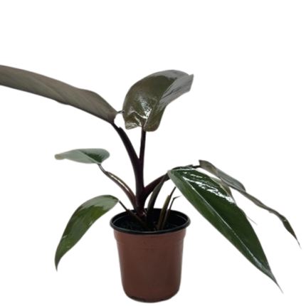 Philodendron Majesty