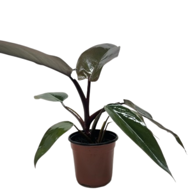 Philodendron Majesty
