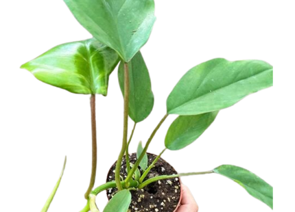 Philodendron Mayoi