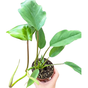 Philodendron Mayoi