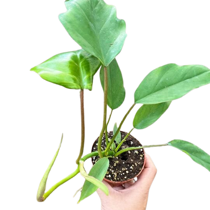 Philodendron Mayoi