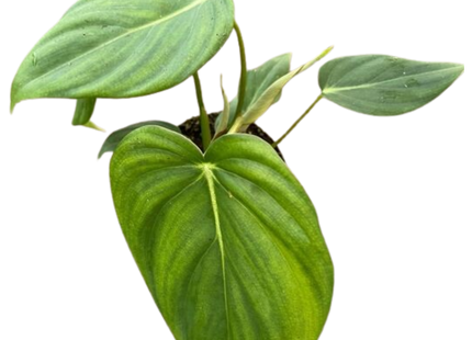 Philodendron 'Mcdowell'